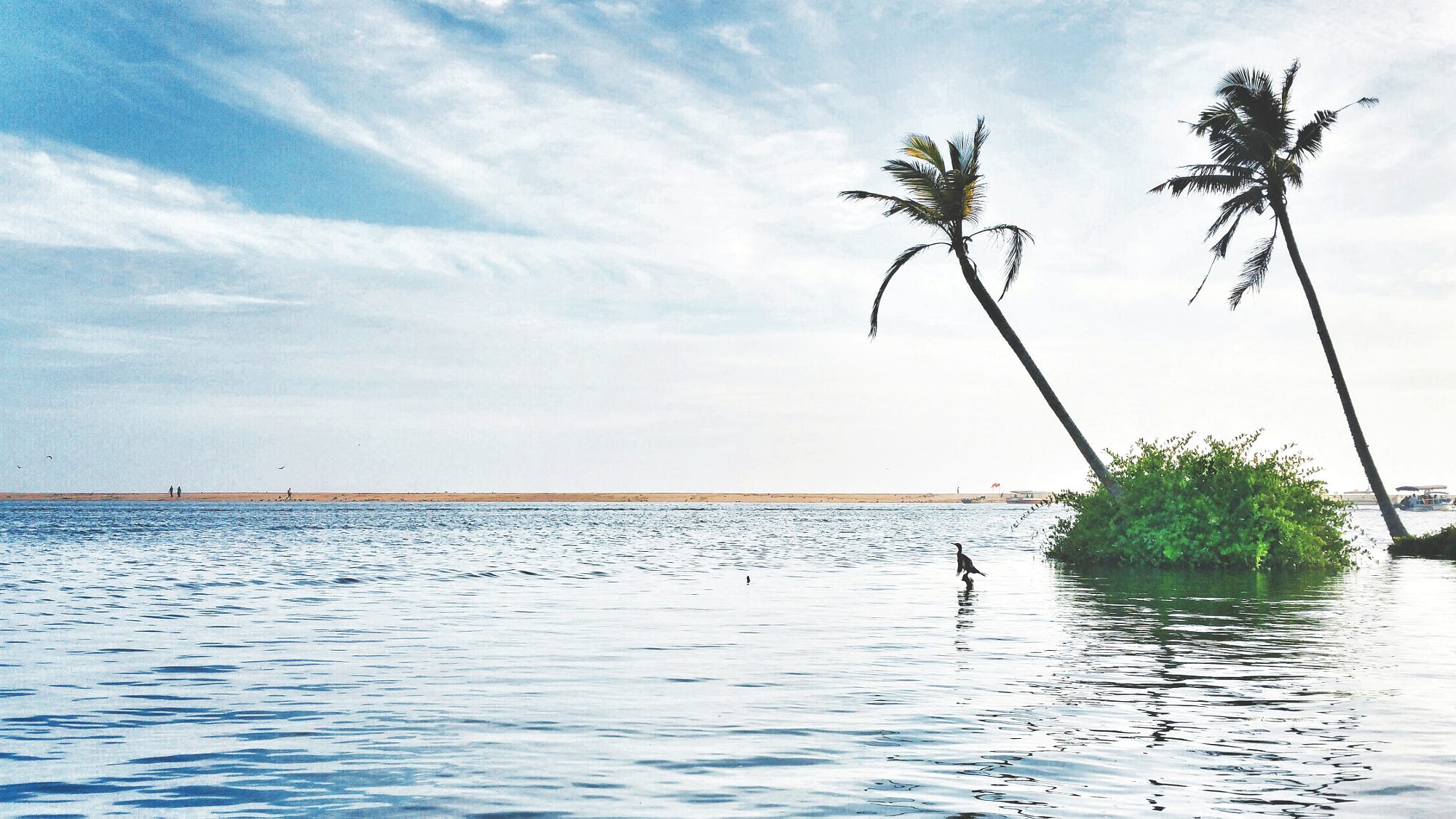 Leaning coconut palms over calm water at Poovar, a sandbar on the horizon